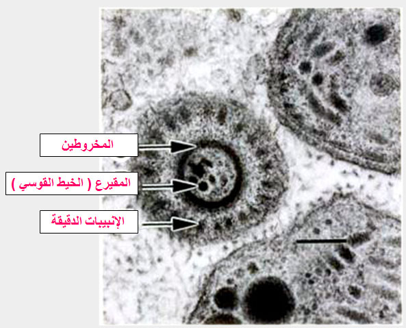 تركيبة حويصلة البسنيوتا Besnoitia بالمجهر الإلكتروني :قطاع عرضي في النهاية الأمامية لخلية المتباطئة