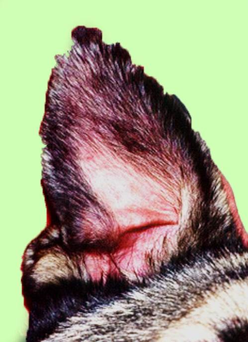 جرب قارمى جلبى فى كلب (Sarcoptic scabiei mite var canis) : ثلمات فى صوان الأذن