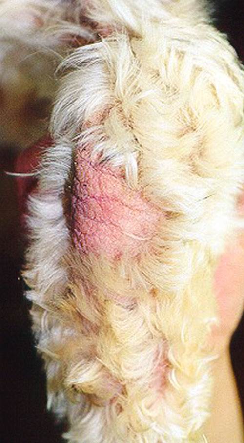 جرب قارمى جلبى فى كلب (Sarcoptic scabiei mite var canis) : كوع كلب , سقوط الشعر و أحمرار الجلد وسماكتة وتشققة