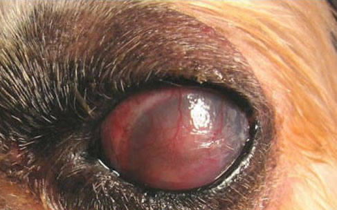 بلاستومايكوزيس (blastomycosis) في عين كلب